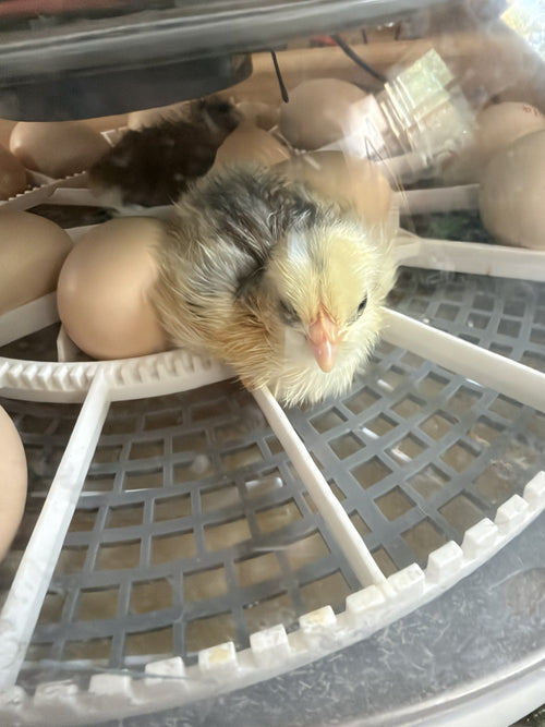 A newly hatched Swedish Flower Hen chick resting among eggs in an incubator