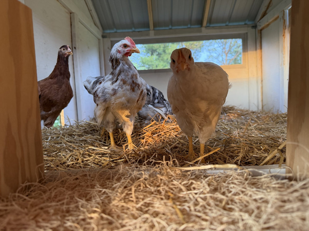 Hens inside the coop in warm evening light