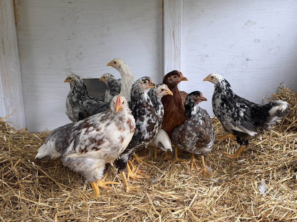 A flock of young Swedish Flower Hens standing in straw