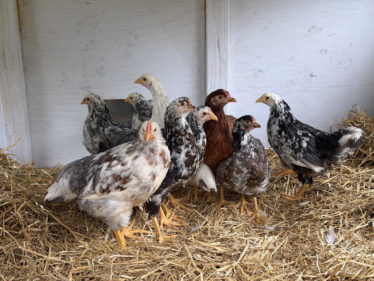 A flock of young Swedish Flower Hens standing in straw