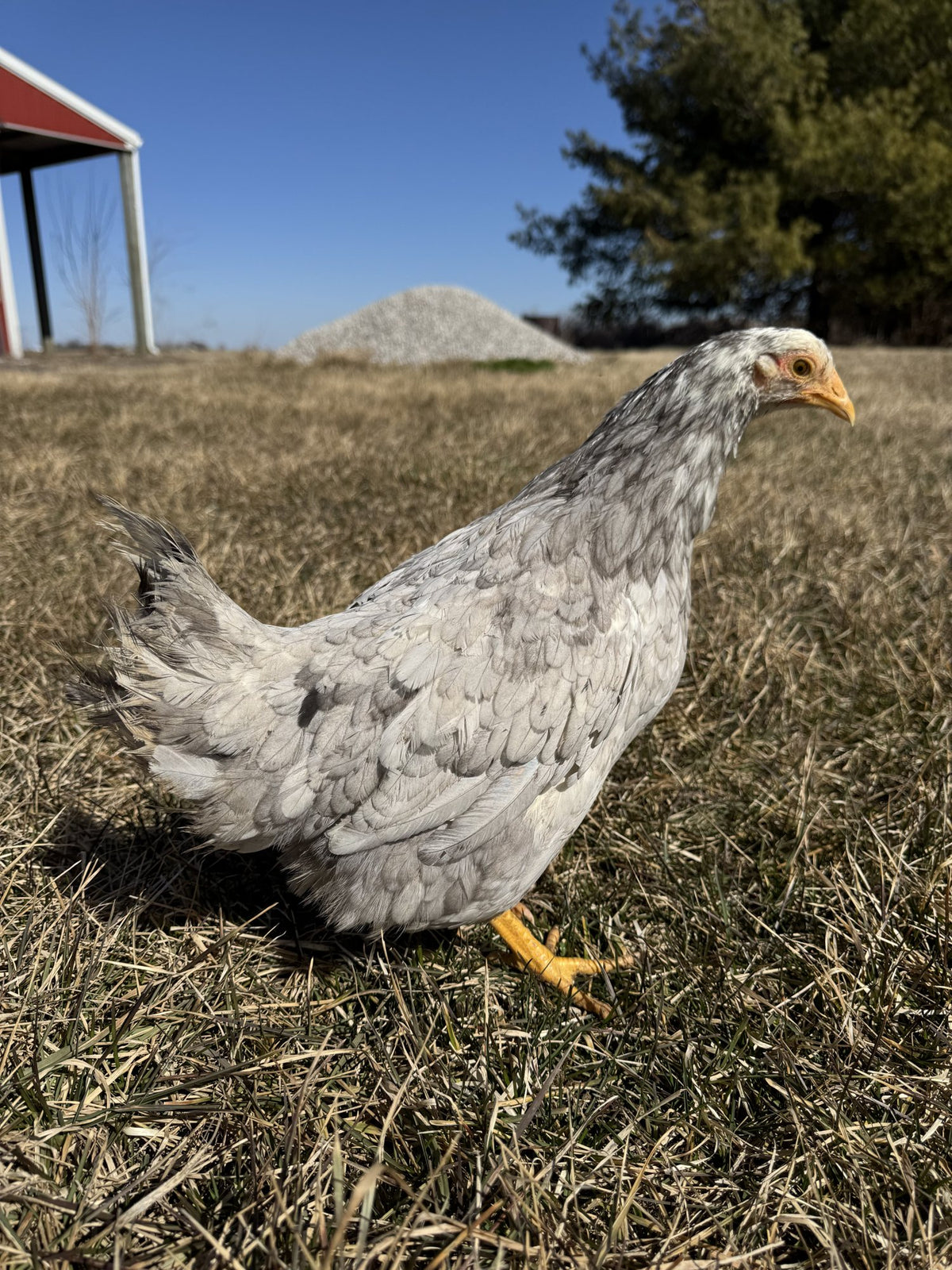 A gray speckled Swedish Flower Hen on a sunny field in Indiana