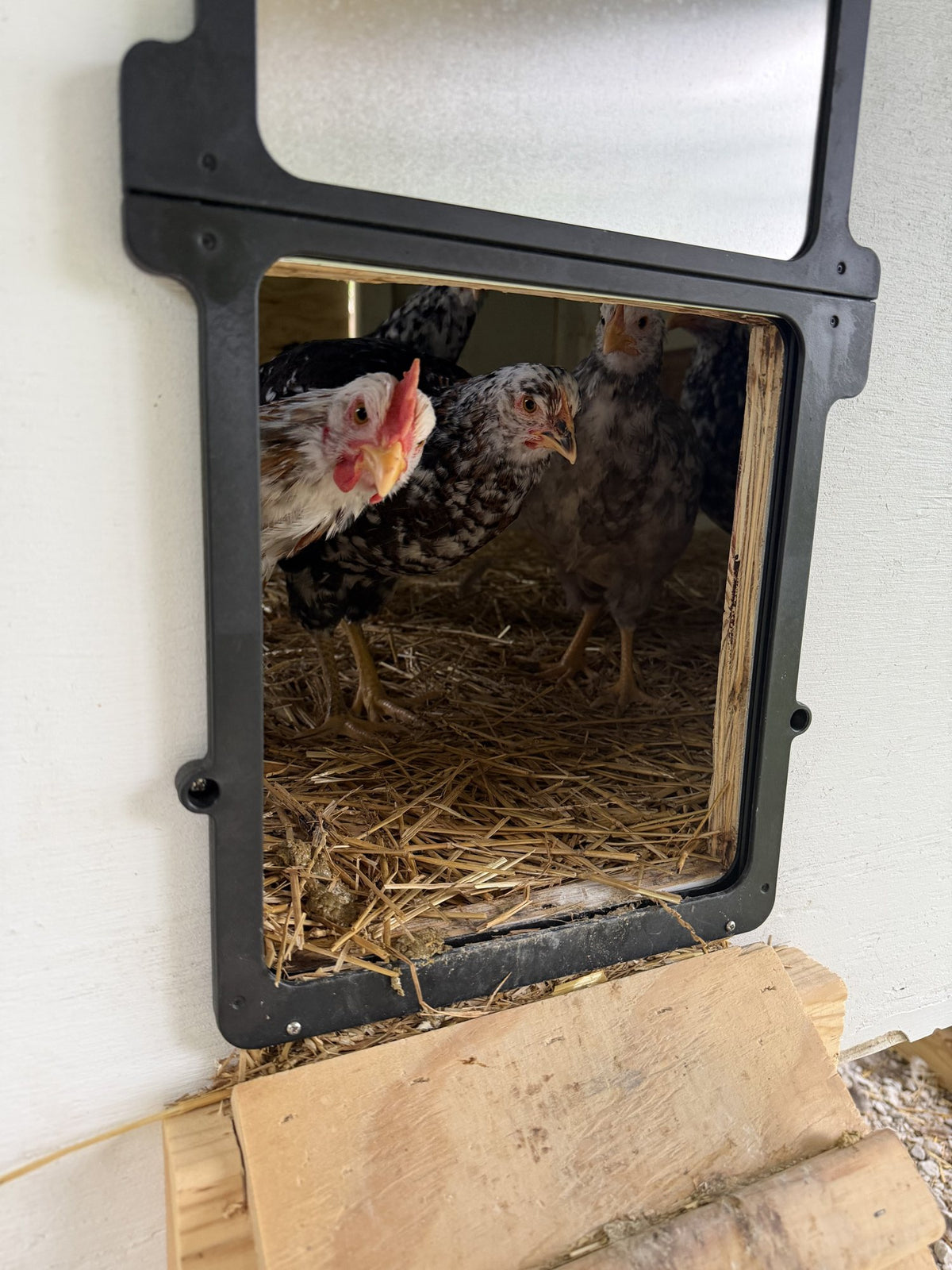 Curious hens peeking out of the coop door