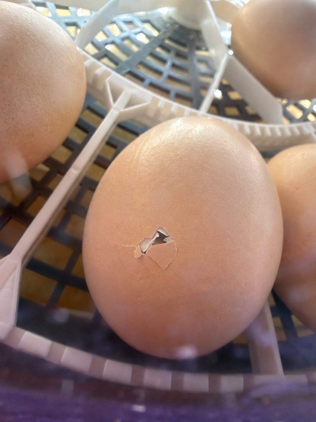 A hatching egg with a small pip hole as the chick begins to hatch