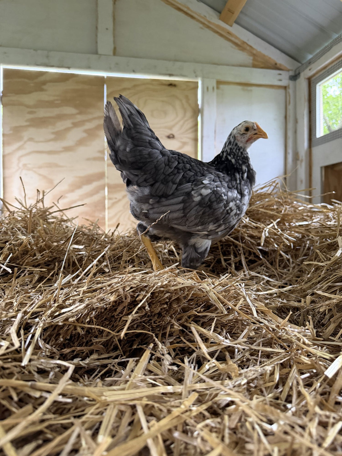A speckled Swedish Flower Hen standing on straw in the coop