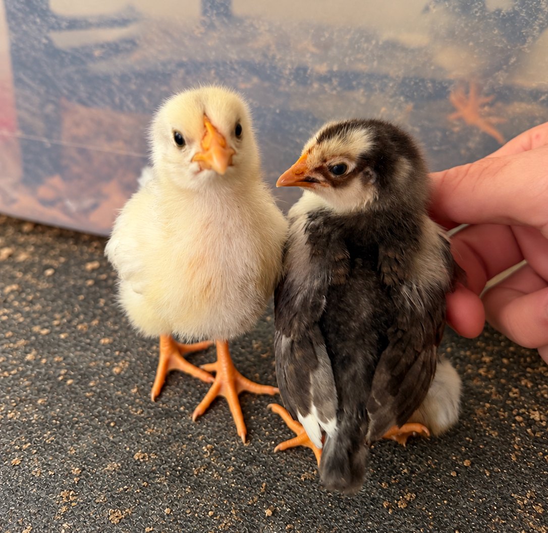 A yellow chick and a dark speckled chick standing side by side